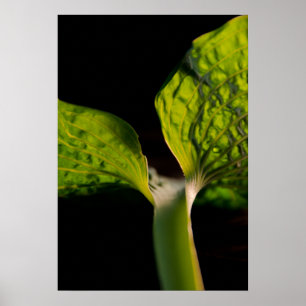 Póster Green Hosta Leaf em preto