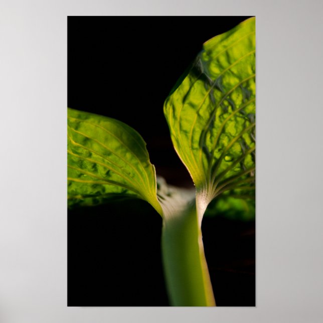 Póster Green Hosta Leaf em preto (Frente)