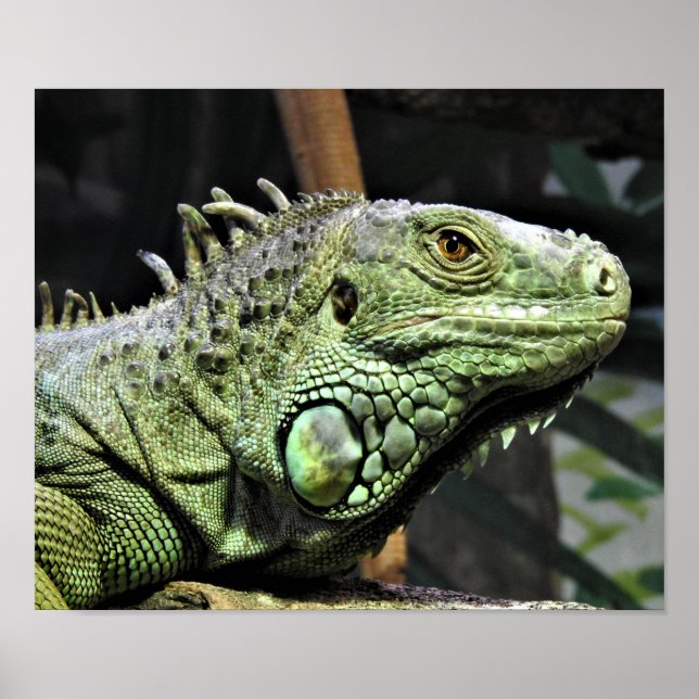 Poster Green Iguana (Frente)