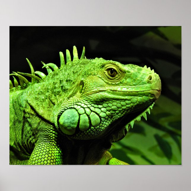 Poster Green Iguana (Frente)