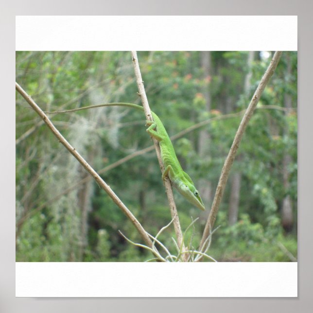 Póster Green Lizard (Frente)