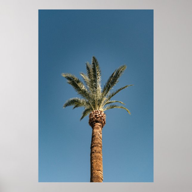 Poster Green palm tree under blue sky in the morning (Frente)