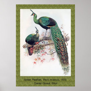 Póster Green Peafowl, Pavo muticus, monografia de Pha de