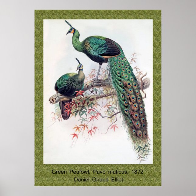Póster Green Peafowl, Pavo muticus, monografia de Pha de  (Frente)