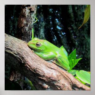 Póster Green Tree Frog