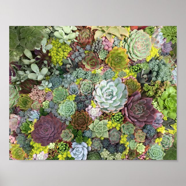 Poster Greenery Succulents (Frente)