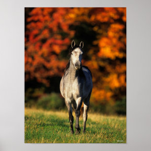 Poster Grey Arab Standing Autumnal Background