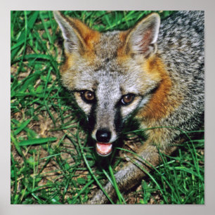 Poster Grey Fox