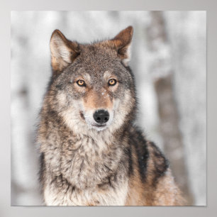 Poster Grey Wolf (Canis lupus) With One Ear Back