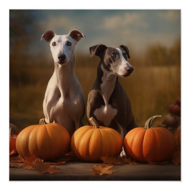 Póster Greyhound Puppy Autumn Delight Pumpkin (Frente)
