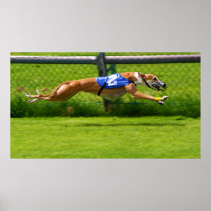 Póster Greyhound Racing