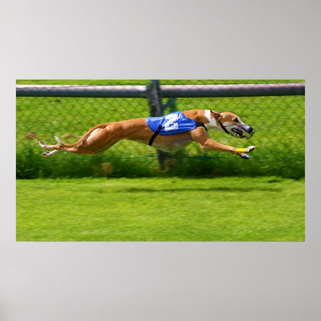 Póster Greyhound Racing (Frente)