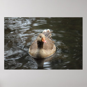 Poster Greylag Goose. Roath Park Lake, Cardiff, Wales Pos