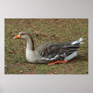 Poster Greylag Swan Goose Cross