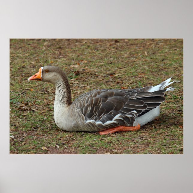 Poster Greylag Swan Goose Cross (Frente)