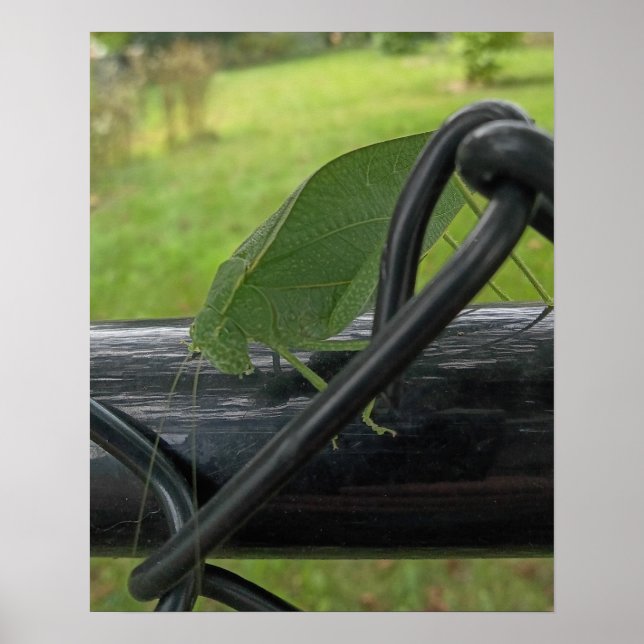 Poster Grilo-verde em Cerca Preta (Frente)