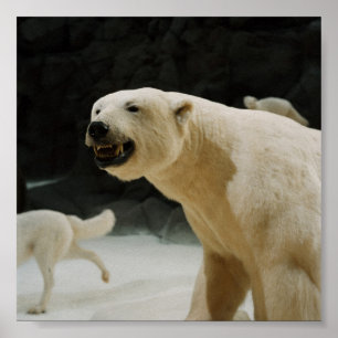 Póster Grin do Urso Polar