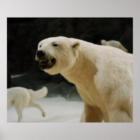 Grin do Urso Polar