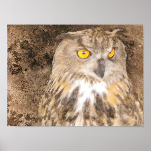 Poster Gritty Eagle Owl