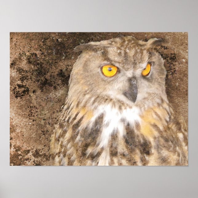 Poster Gritty Eagle Owl (Frente)