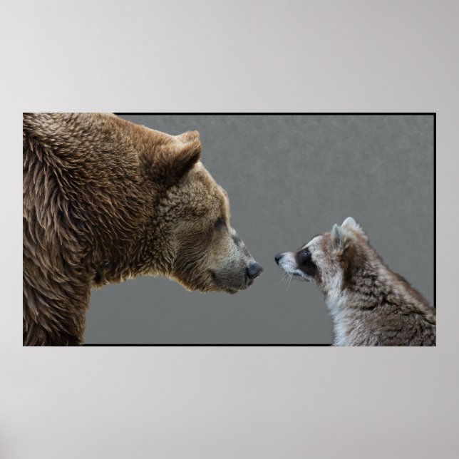 Póster Grizzle encontra Raccoon (Frente)