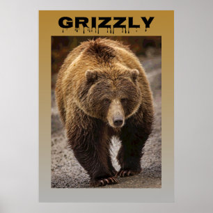 Poster Grizzly