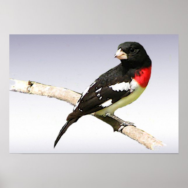 Póster Grosbeak de peito rosa (Frente)