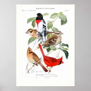 Póster Grosbeak e cardeal