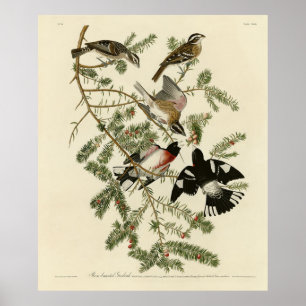 Poster Grosbeak, Grosbeak de seita rosa, Aves da América