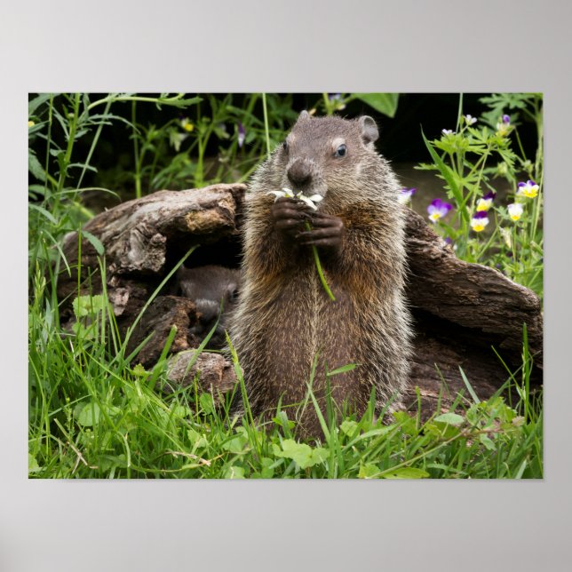 Poster Ground Hog Munching em uma Flor (Frente)