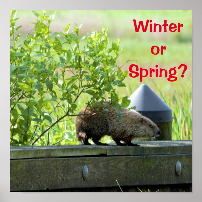 Poster Groundhog (Frente)