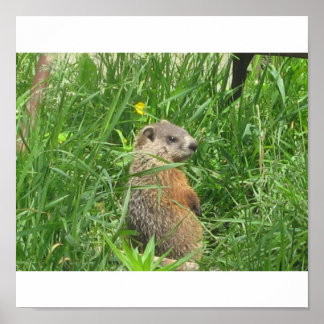 Póster Groundhog Alertado
