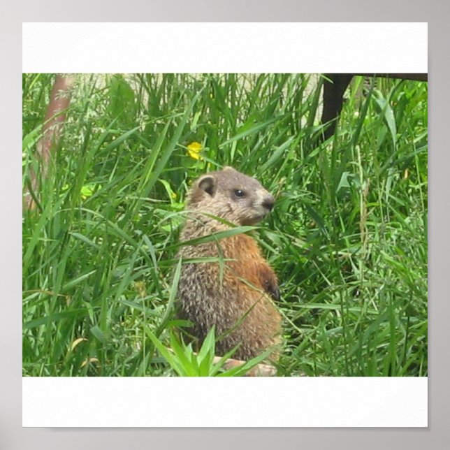 Póster Groundhog Alertado (Frente)