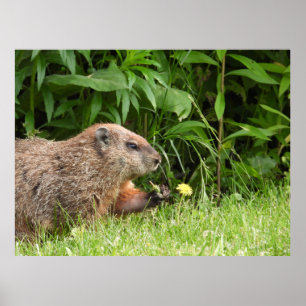 Poster Groundhog/marmota que guardara um dente-de-leão