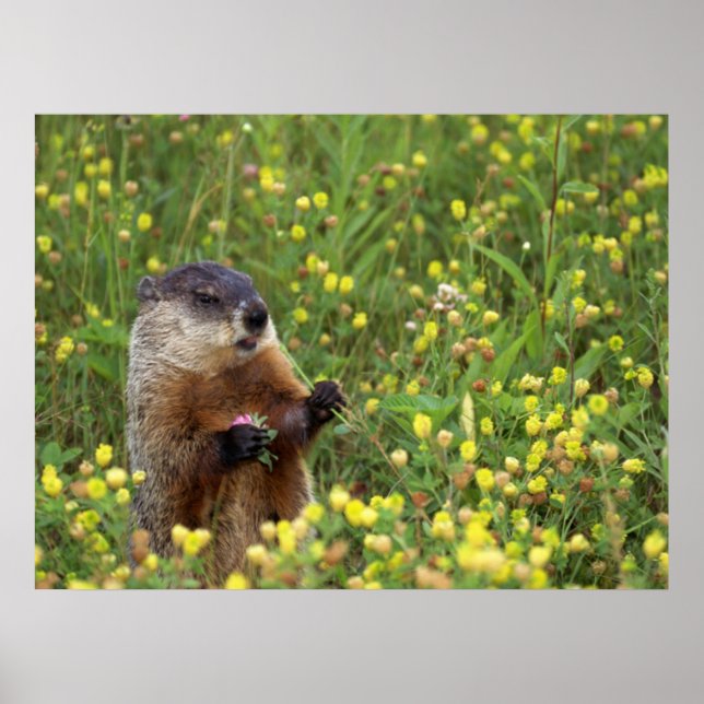 Póster Groundhog Pose (Frente)