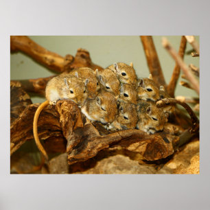 Póster Group of Mongolian Gerbils Meriones Unguiculatus