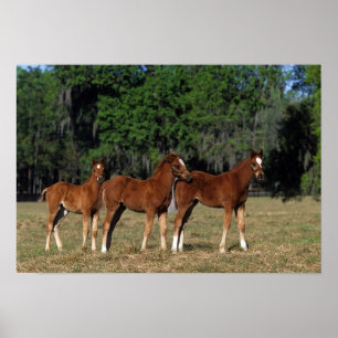 Póster Group of Thoroughbred Foals