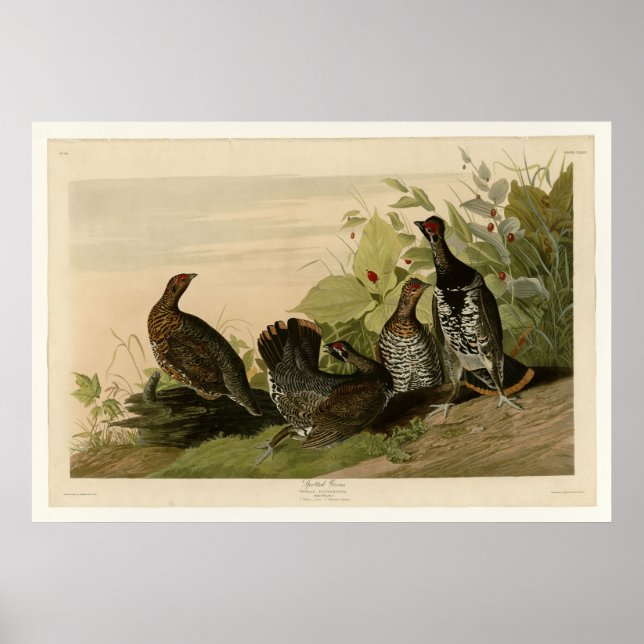 Poster Grous Destaques (Frente)