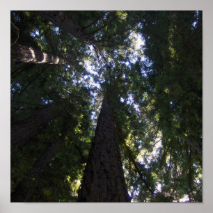 Poster Grove de Sequoia