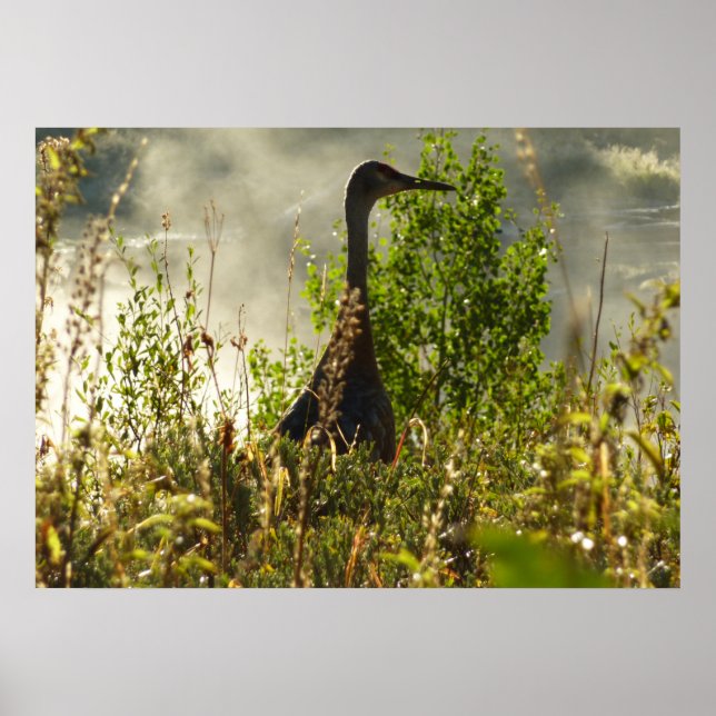 Póster Grua-da-areia nos Moose Ponds no Grand Teton (Frente)