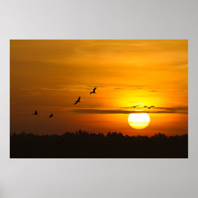Poster Gruas ao nascer do sol (Frente)