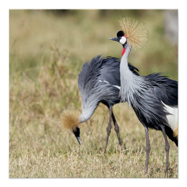 Póster Gruas em Masai Mara (Frente)