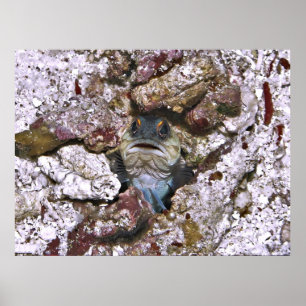 Poster Grumpy Jawfish