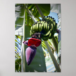 Póster Grupo da banana e haste de flor