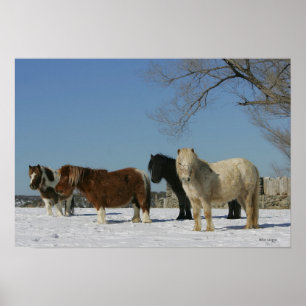 Póster Grupo de cavalos diminutos na neve
