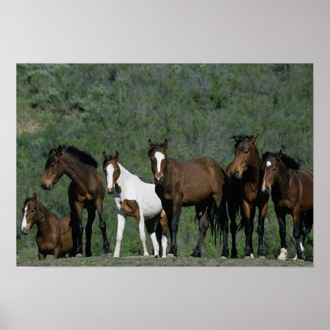 Poster Grupo de Cavalos Selvagens Mustang (Frente)