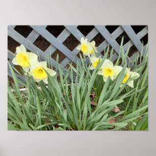 Poster Grupo de Daffodils