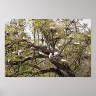 Póster grupo de egretos