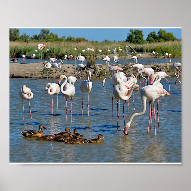 Poster Grupo de flamingos e Patos em Camargue (Frente)