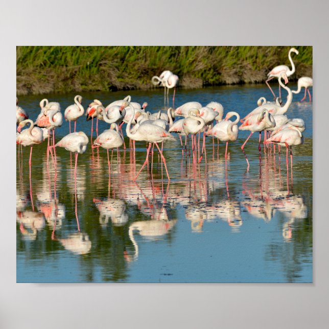 Poster Grupo de flamingos em Camargue (Frente)